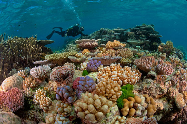 great barrier reef australia